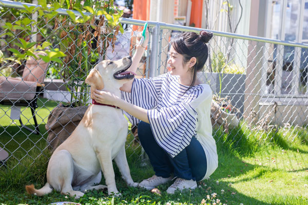 犬と散歩